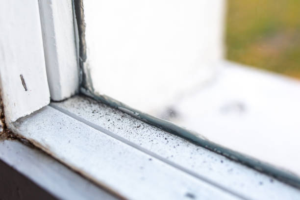 Best Biohazard Mold Removal  in Northvale, NJ